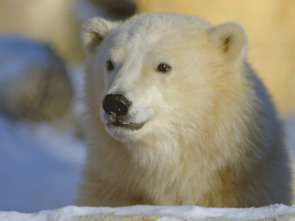 Animales bebé: Unidos por la familia