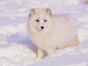 Imagen de Animales bebé: Pequeños cazadores - 1