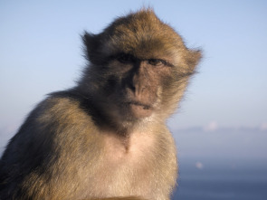 Imagen de Imperios del reino animal: Migraciones - 1