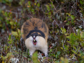 Lemming - El Pequeño gigante del norte