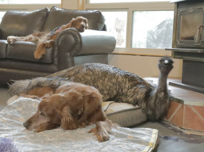 Imagen de Animales: amigos increíbles  - 1