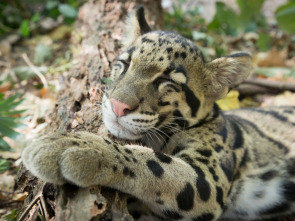 Imagen de Animales juguetones  - 1