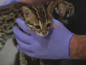 Hospital animal: Suricato envenenado / Gecos con problema