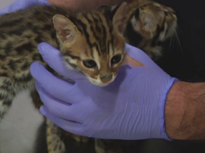 Hospital animal: Grullas con obstrucción en el esófago