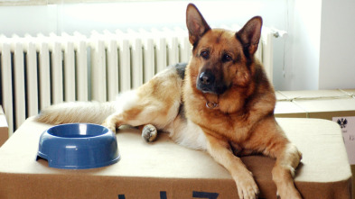 Imagen de Rex, un policía... (T14): Ep.10 El tercer hombre - 3