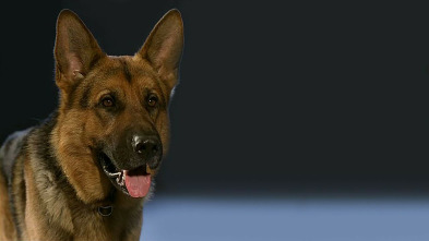 Imagen de Rex, un policía diferente (T1) - 3