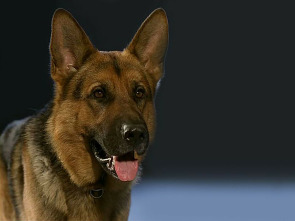 Imagen de Rex, un policía... (T2): Ep.10 El perfume de la muerte - 1