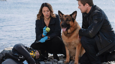 Imagen de Hudson y Rex (T3): Ep.6 Un verano infinito - 5