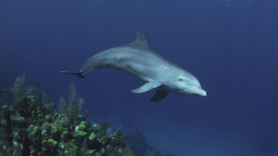 Imagen de Delfines. Un espía...: Ep.2 - 3