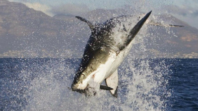 Imagen de Tiburones  - 3