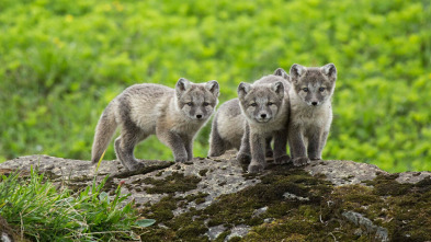 Imagen de Mundo natural: Operación hipopótamo pigmeo - 3