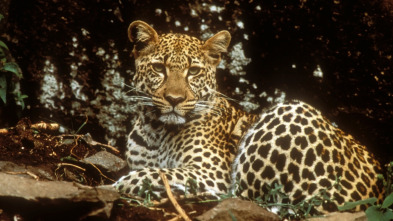 Imagen de Diario de los grandes felinos  - 3