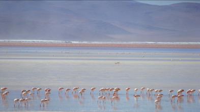 Imagen de Sudamérica salvaje:...: Ep.3 - 3