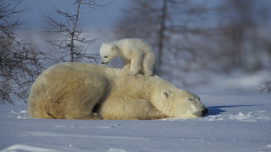 Imagen de Los osos polares y los osos pardos: osos en lo más alto del planeta - 3