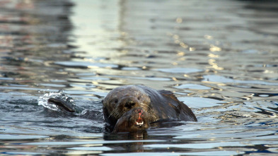 Imagen de Salvar a las nutrias de mar - 3