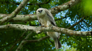 Imagen de El mono comiendo águila venezolana - 3