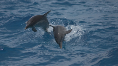Imagen de Buceando con delfines - 3