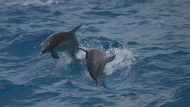 Imagen de Buceando con delfines  - 3