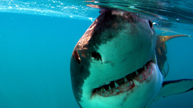 Imagen de Gran tiburón blanco: una leyenda viviente - 3