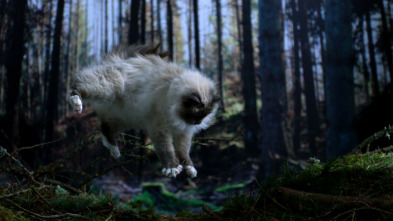 Imagen de La vida secreta de los gatos - 3