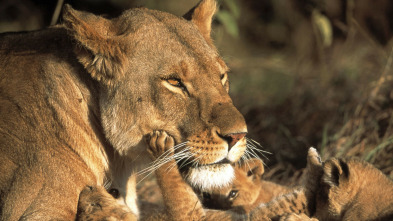 Imagen de Mundo natural: Elsa: la leona que cambió el mundo - 3