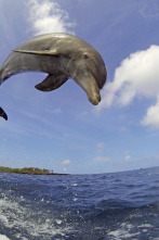Imagen de Delfines. Un espía...: Ep.2 - 2