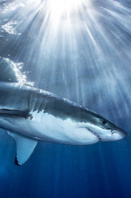 Imagen de Tiburones  - 2