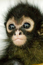 Imagen de Mundo natural: Operación hipopótamo pigmeo - 2