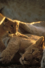 Imagen de Diario de los grandes felinos: Ep.1 - 2