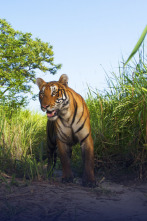 Imagen de Expedición tigre (T1): Ep.1 - 2