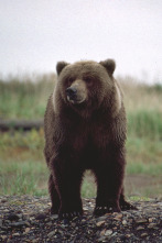 Imagen de Los osos polares y los osos pardos: osos en lo más alto del planeta - 2