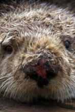 Imagen de Salvar a las nutrias de mar - 2