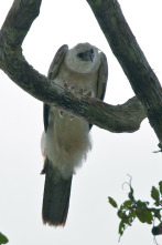 Imagen de El mono comiendo águila venezolana - 2