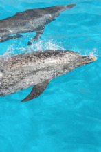 Imagen de Buceando con delfines - 2