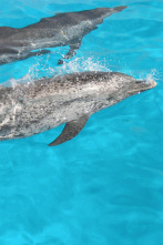 Imagen de Buceando con delfines  - 2