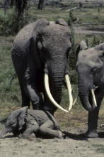 Imagen de Eco: el elefante inolvidable: Mundo natural - 2