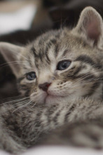 Imagen de La vida secreta de los gatos - 2