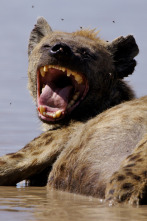 Imagen de Naabi, la princesa hiena - 2