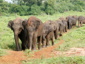 Imagen de Sri Lanka, la isla de los elefantes - 1
