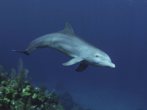 Imagen de Delfines. Un espía...: Ep.2 - 1