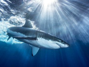 Imagen de Tiburones  - 1