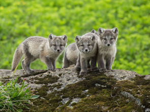 Imagen de Mundo natural: Operación hipopótamo pigmeo - 1