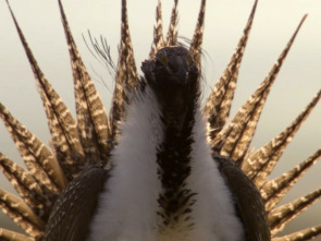 Imagen de Los grandes bailarines de la naturaleza  - 1