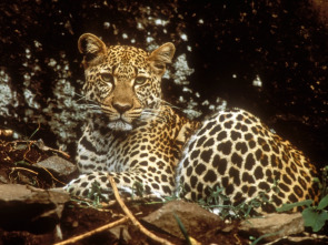 Imagen de Diario de los grandes felinos  - 1