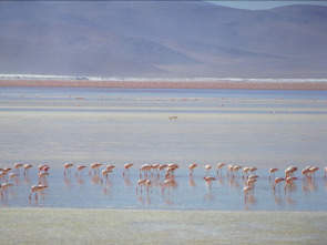 Imagen de Sudamérica salvaje:...: Ep.4 - 1