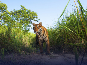 Imagen de Expedición tigre (T1): Ep.1 - 1