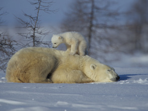 Imagen de Los osos polares y los osos pardos: osos en lo más alto del planeta - 1