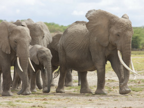 Imagen de Eco: el elefante inolvidable: Mundo natural - 1