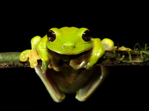 Imagen de Expedición Nueva Guinea: Ep.1 - 1