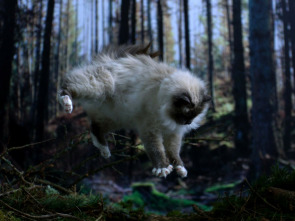 Imagen de La vida secreta de los gatos - 1